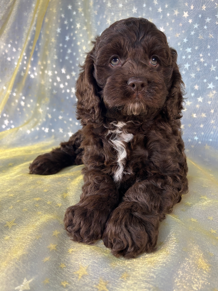 Chocolate Female Cockapoo Puppy for Sale DOB 8-1-2026 $950